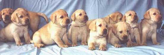 Палевые щенки лабрадора - Yellow Labrador Puppies