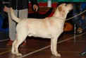 Labrador Linjor Xrated 10 month old