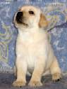 Labrador YANKEE GOODWILL NONPAREIL LORAN FOR AITSI 1 month old