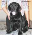 Labrador Yankee Goodwill Named Mastercard - Marshal 3 month old