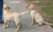 Щенки Лабрадора Labrador Puppies
