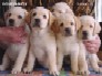   Labrador Puppies