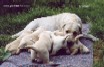   Labrador Puppies